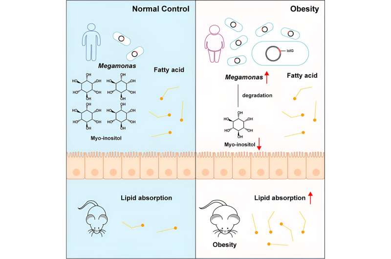 Research reveals gut bacterium Megamonas tied to obesity risk