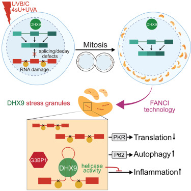 A non-canonical mechanism for RNA damage compartmentalization and daughter cell protection 