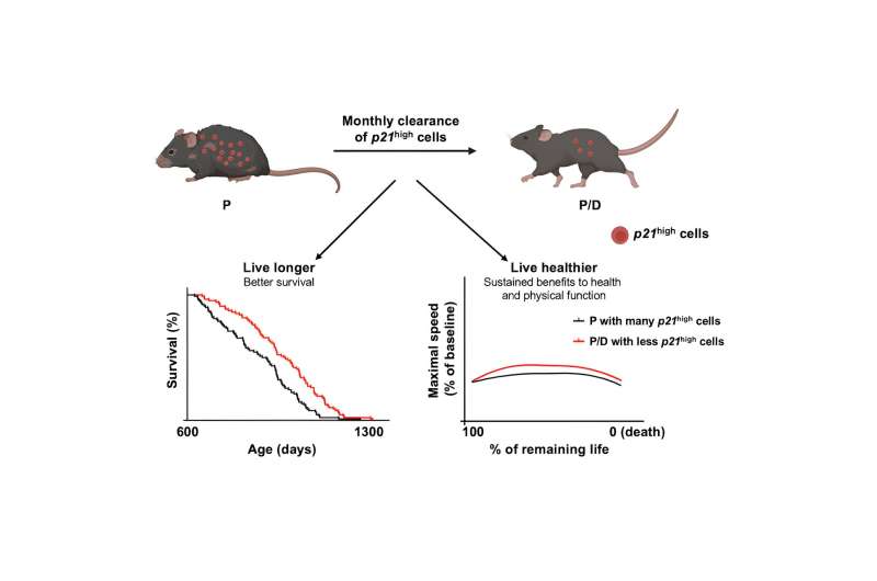 Live longer, die healthier: Mice model reveals cells that can improve cardiac and metabolic function