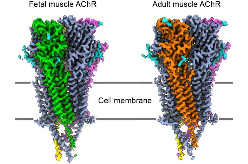 Researchers uncover molecular details of muscle contraction