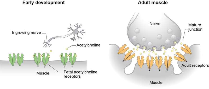 Unraveling a key junction underlying muscle contraction