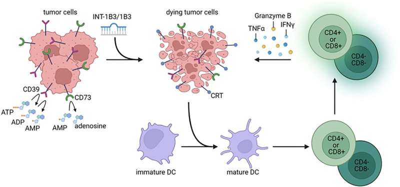 Study shows INT-1B3 inhibits distant tumor metastasis and significantly prolongs survival