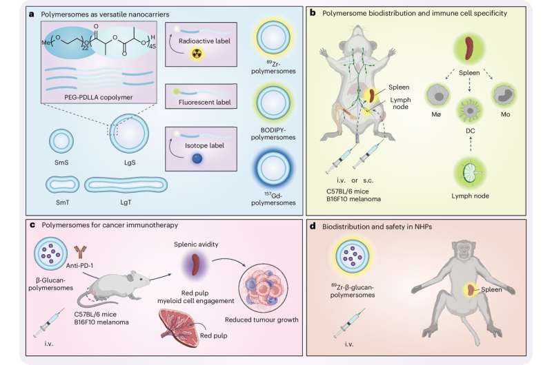 New study shows polymersomes' potential in cancer immunotherapy