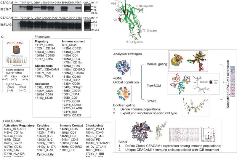 Q&A: Researchers discuss identifying potential new protein targets for melanoma therapeutics