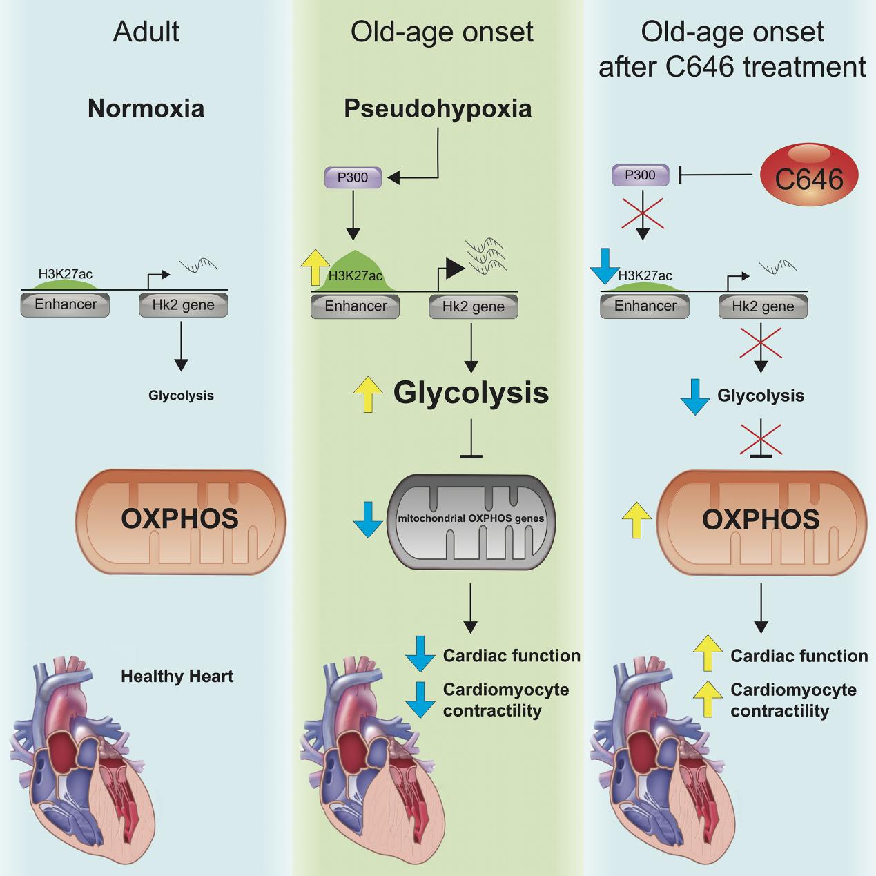 The crosstalk between glucose metabolism and epigenetics in cardiac aging and cancer adaptation 