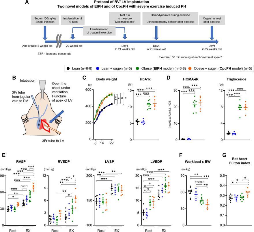 The Role of Metabolic Syndrome in Exercise-Induced Pulmonary Hypertension in Heart Failure with Preserved Ejection Fraction: New Therapeutic Targets and Mechanistic Insights 