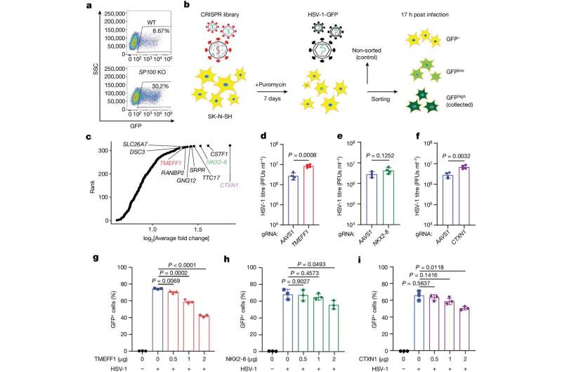 Research explains why virus causing cold sores does not spread to devastating brain infection