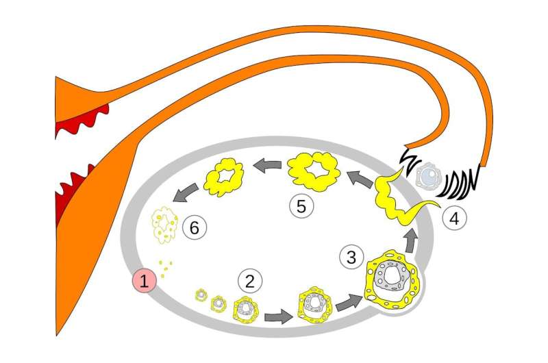 Menstrual cycle is a vital sign and important indicator of overall health − 2 reproductive health experts explain