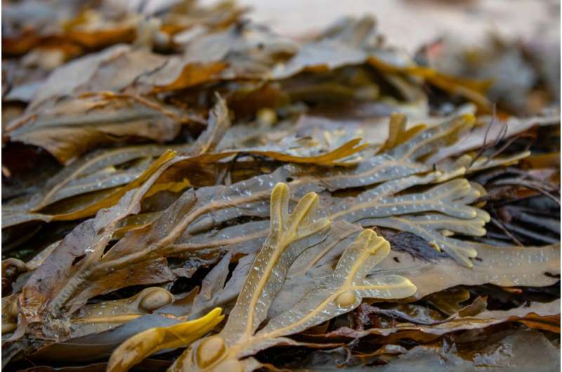 The health benefits of seaweed—a bath full of bladderwrack might be just what the doctor ordered