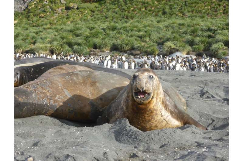 male elephant seal