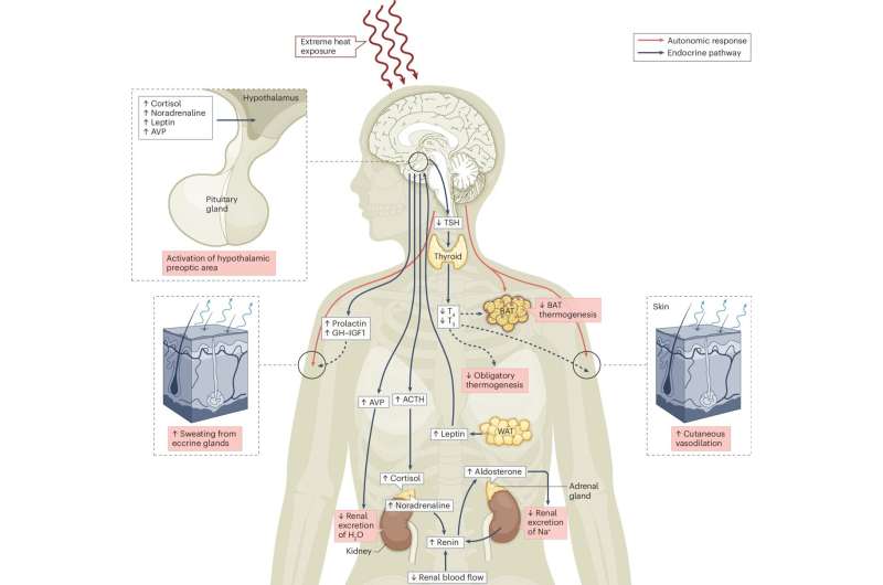 Exploring the health impacts of climate change on the endocrine system