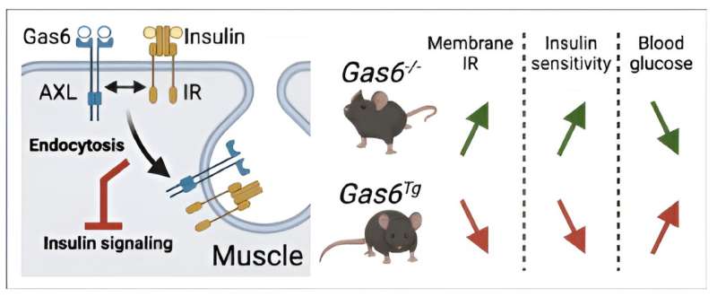 New findings on cellular mechanisms causing insulin resistance