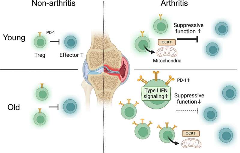 Uncovering the cause of regulatory T-cell dysfunction in elderly onset rheumatoid arthritis