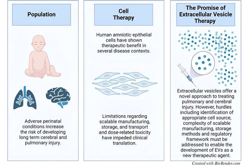 Extracellular vesicles show promise in perinatal lung and brain injury treatment