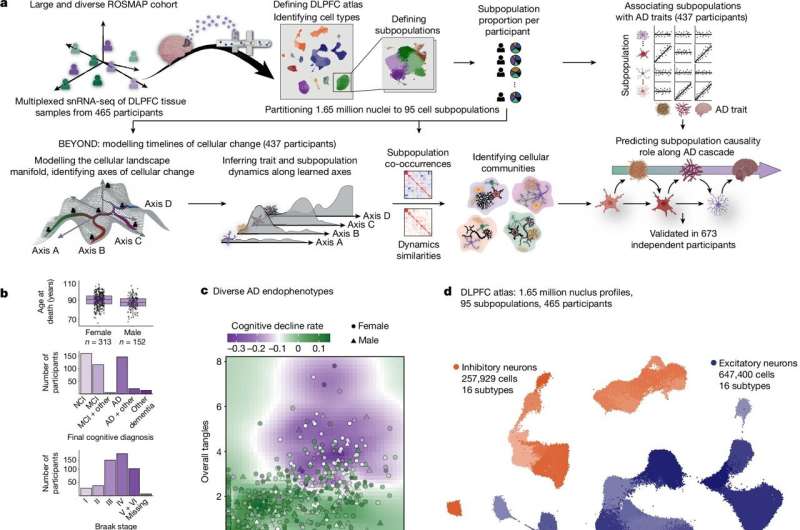 A cellular community in the brain drives Alzheimer's disease, large-scale analysis reveals