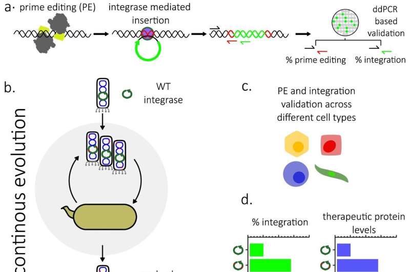 Gene therapy gets a turbo boost from researchers