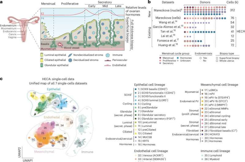 Human endometrial map uncovers hidden health clues