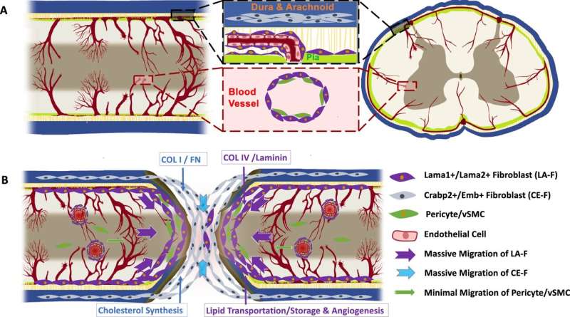 Single-cell RNA sequencing reveals heterogeneity in fibrotic scars after spinal cord injury