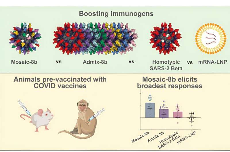 Multipurpose vaccine shows new promise in the presence of pre-existing immunity