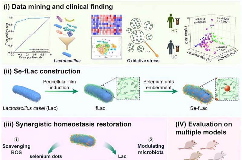 Researchers develop probiotic to ameliorate ulcerative colitis