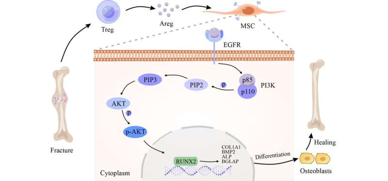 A distinct "repair" role of regulatory T cells in fracture healing