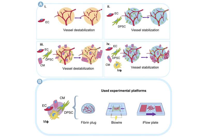 Interdisciplinary team integrates crucial immune cells into heart-on-a-chip platform