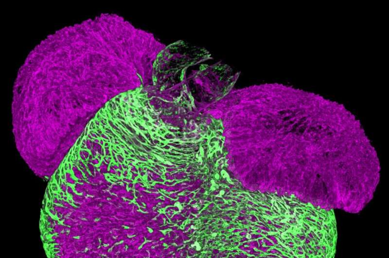 New clues on how the heart makes arteries