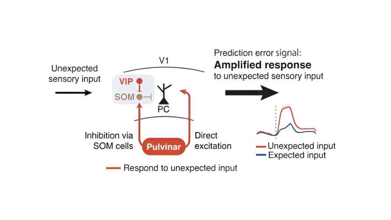 Prioritizing the unexpected: New brain mechanism uncovered