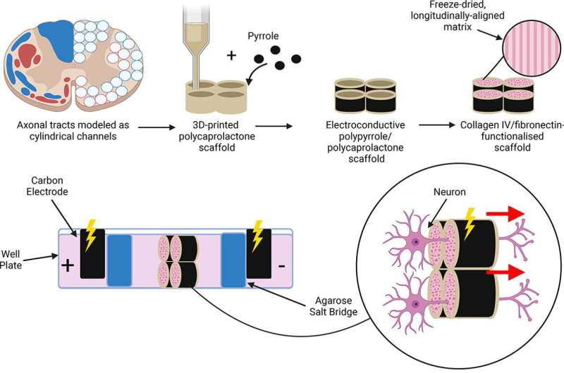 Researchers develop new implant to power healing after spinal cord injury