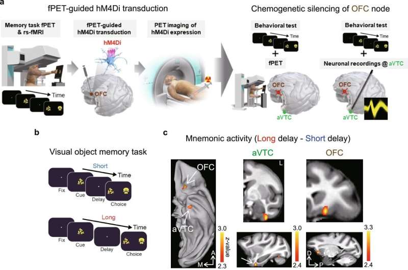 Piecing the puzzle together: How different brain regions contribute to visual object memory