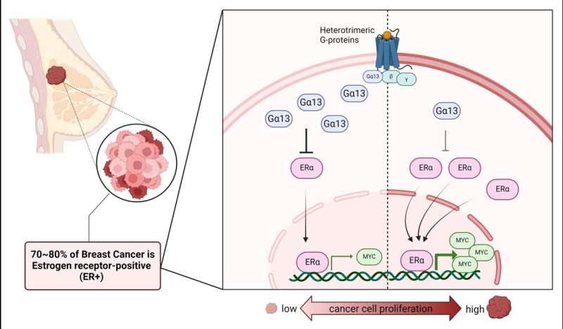 Key discovery advances fight to reduce breast cancer recurrence