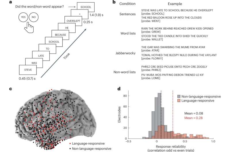 Scientists find neurons that process language on different timescales