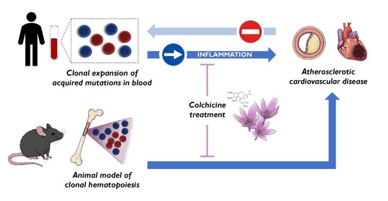 Scientists discover a new cardiovascular risk factor and identify a drug able to reduce its effects