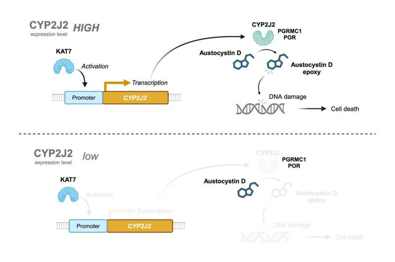 Cancer research explores role of cytochrome oxygenases in augmenting austocystin D-mediated cytotoxicity