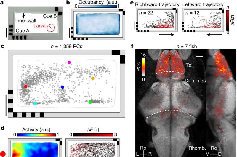 How zebrafish map their environment: Spatial orientation mechanisms surprisingly similar to our own