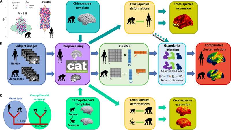 Brain study suggests regions that grew the most during evolution are most susceptible to aging