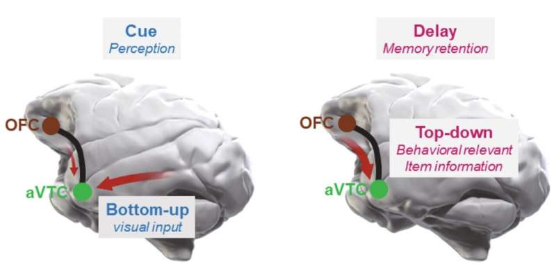 Piecing the puzzle together: How different brain regions contribute to visual object memory