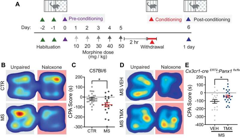 New insights on brain-spinal communication in opioid withdrawal lead to a clinical trial