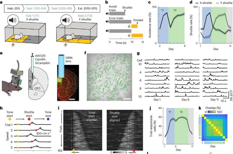 Neuron populations in the medial prefrontal cortex shown to code the learning of avoidant behaviors 