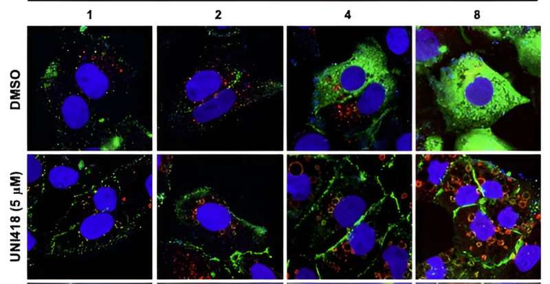 Groundbreaking study unveils novel treatment for blocking SARS-CoV-2 entry into cells