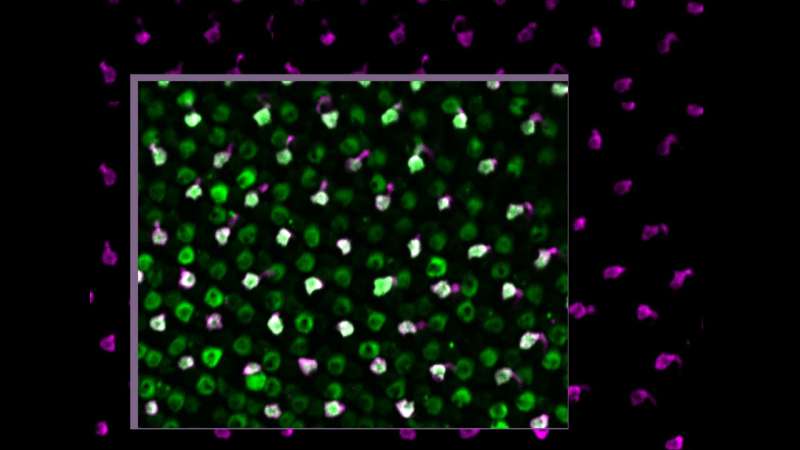 Zebrafish study confirms regenerated photoreceptor cells fully restore vision