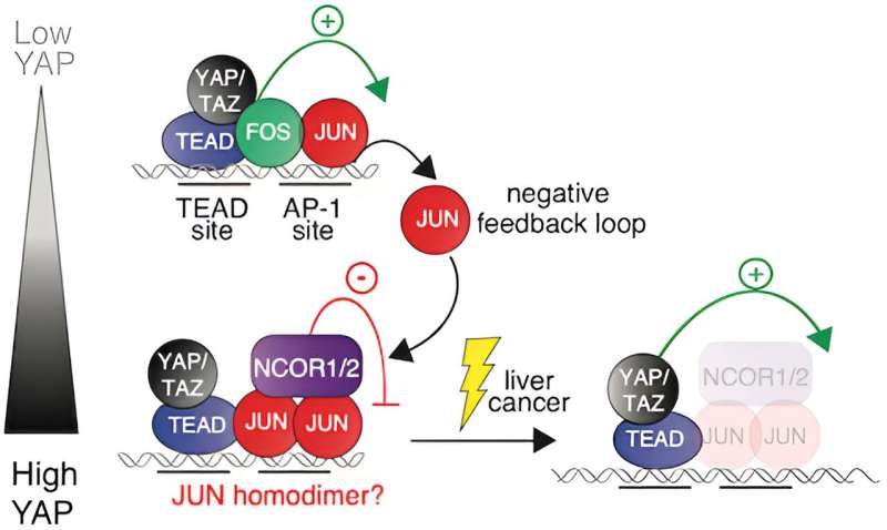 Crucial role of JUN protein in restraining liver cancer growth discovered