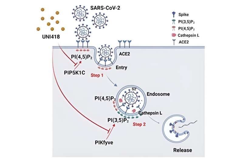 Groundbreaking study unveils novel treatment for blocking SARS-CoV-2 entry into cells