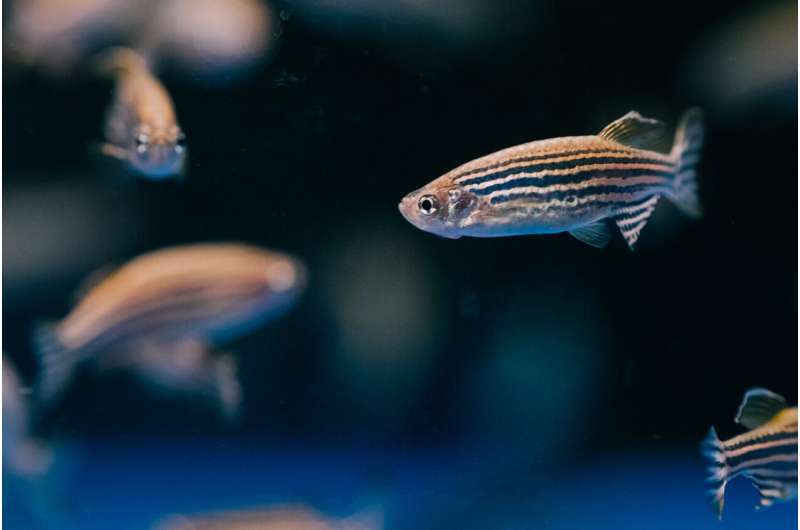 Zebrafish Regenerates Fully Functional Photoreceptor Cells and Restores Its Vision