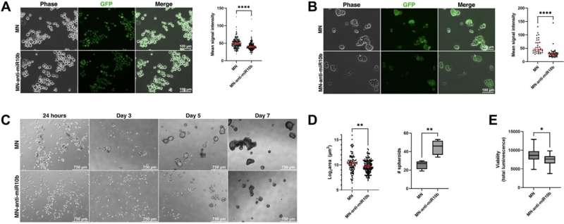 miR-10b Inhibition: A strategy for treating metastatic breast cancer