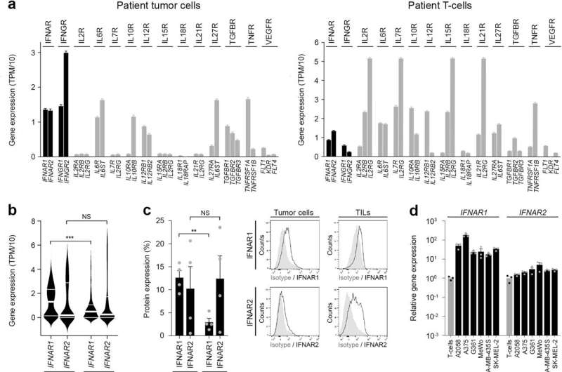 Exploring key regulators of programmed cell death in melanoma and the immune system's response