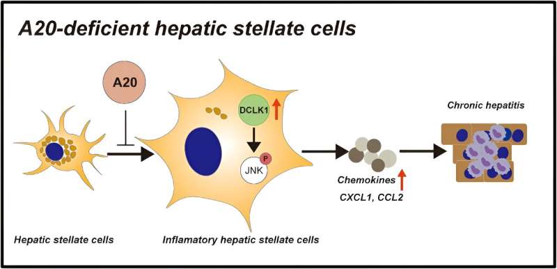 Finding new targets for blocking chronic hepatitis