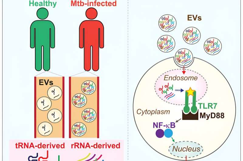 Small RNAs boost immune response to tuberculosis