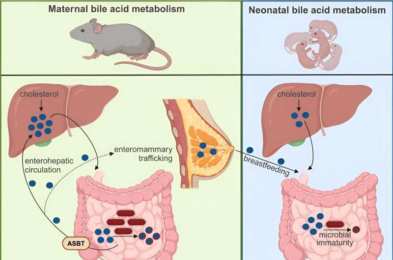 Norovirus study shows how bile acids in breast milk affect newborn gut health