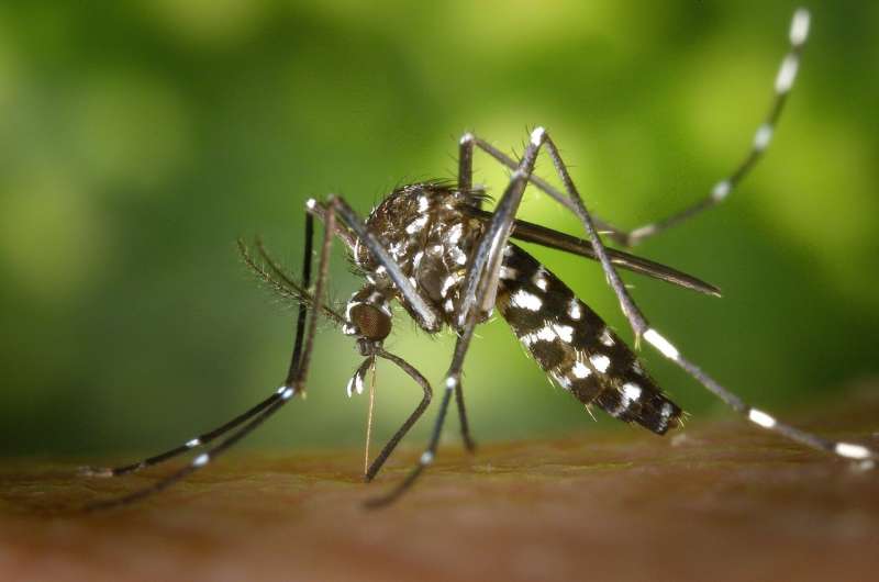 Dengue recovery linked to higher long-term health risks than COVID-19